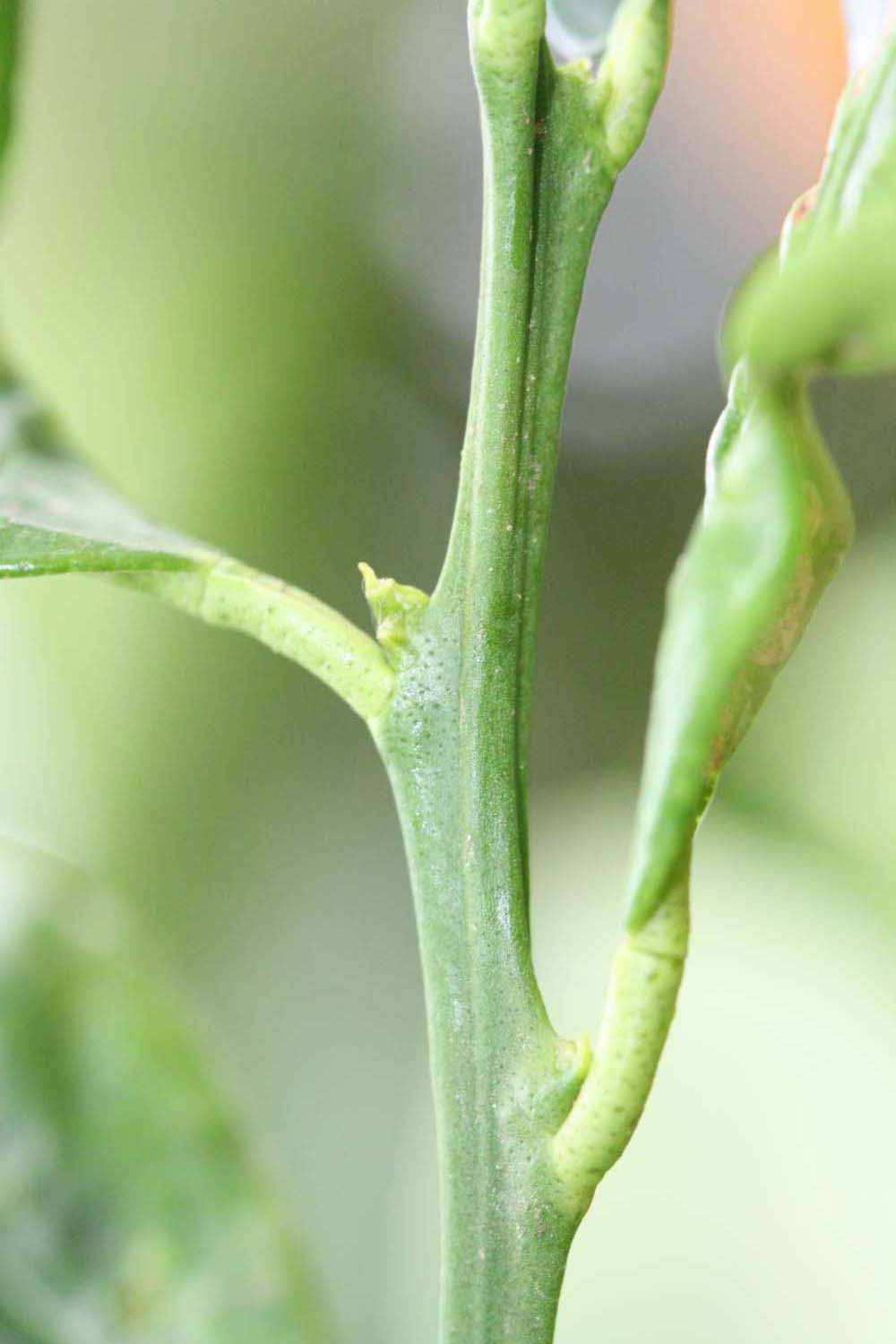            First year twig (Riverside, CA)   